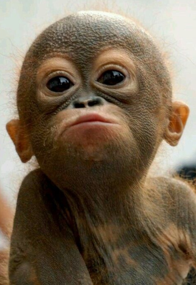 Why Is Palm Oil Killing our planet?