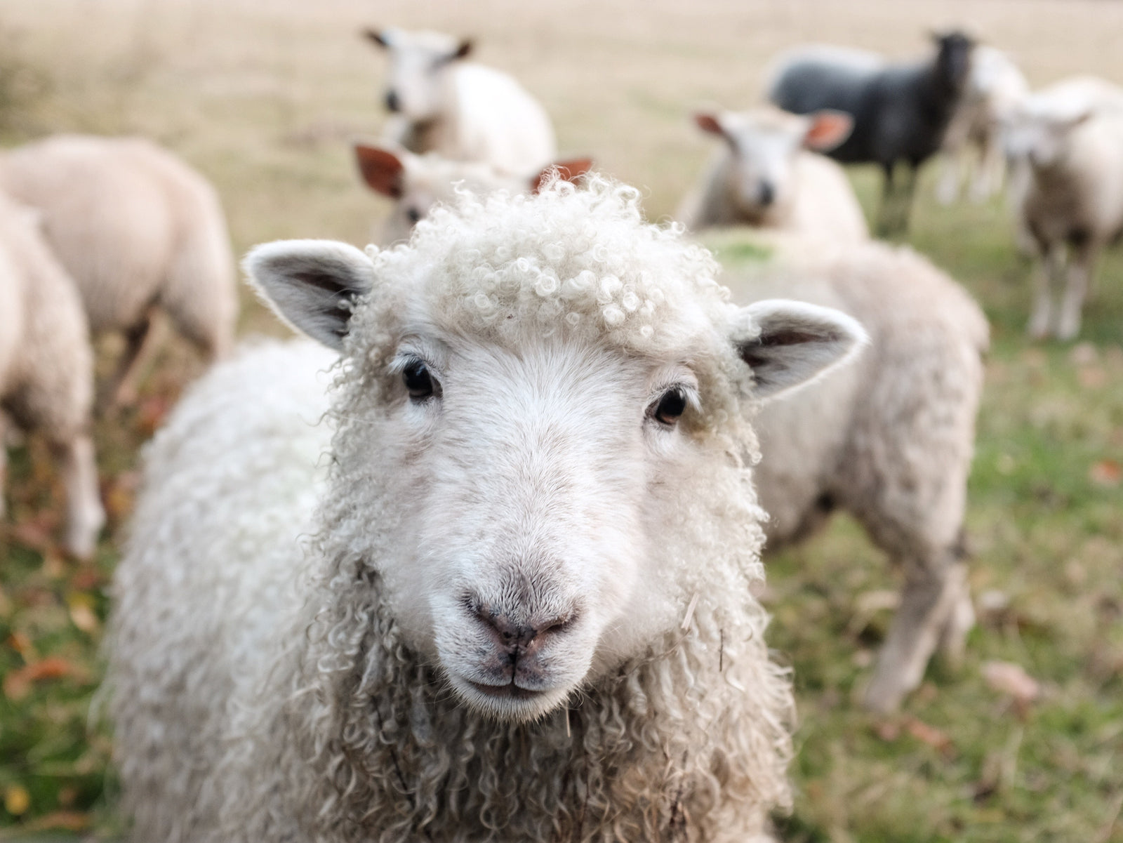 Vegan Fashion: Ultimate Guide To Cruelty Free Clothes